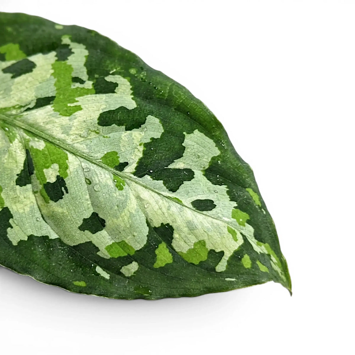 Close-up of Aglaonema pictum 'Tricolor' leaves.