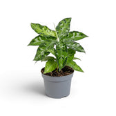 Aglaonema pictum 'Tricolor' plant in a nursery pot.