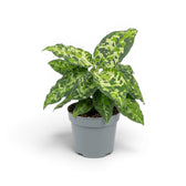 Aglaonema pictum 'Tricolor' plant in a nursery pot.