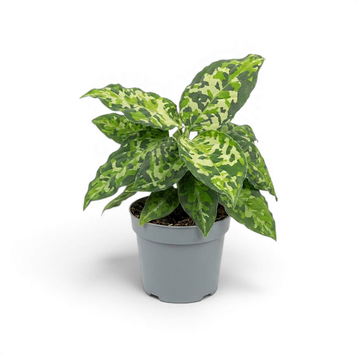 Aglaonema pictum 'Tricolor' plant in a nursery pot.