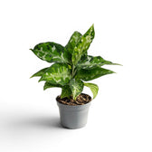 Aglaonema pictum 'Tricolor' plant in a nursery pot.
