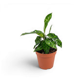 Aglaonema pictum 'Tricolor' plant in a nursery pot.