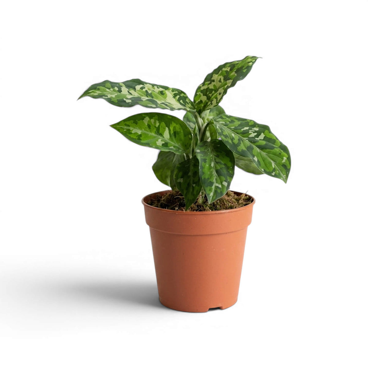 Aglaonema pictum 'Tricolor' plant in a nursery pot.