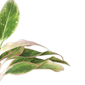Aglaonema 'Pink Aurora' aka 'Lipstick Pink' leaf detail on white background.
