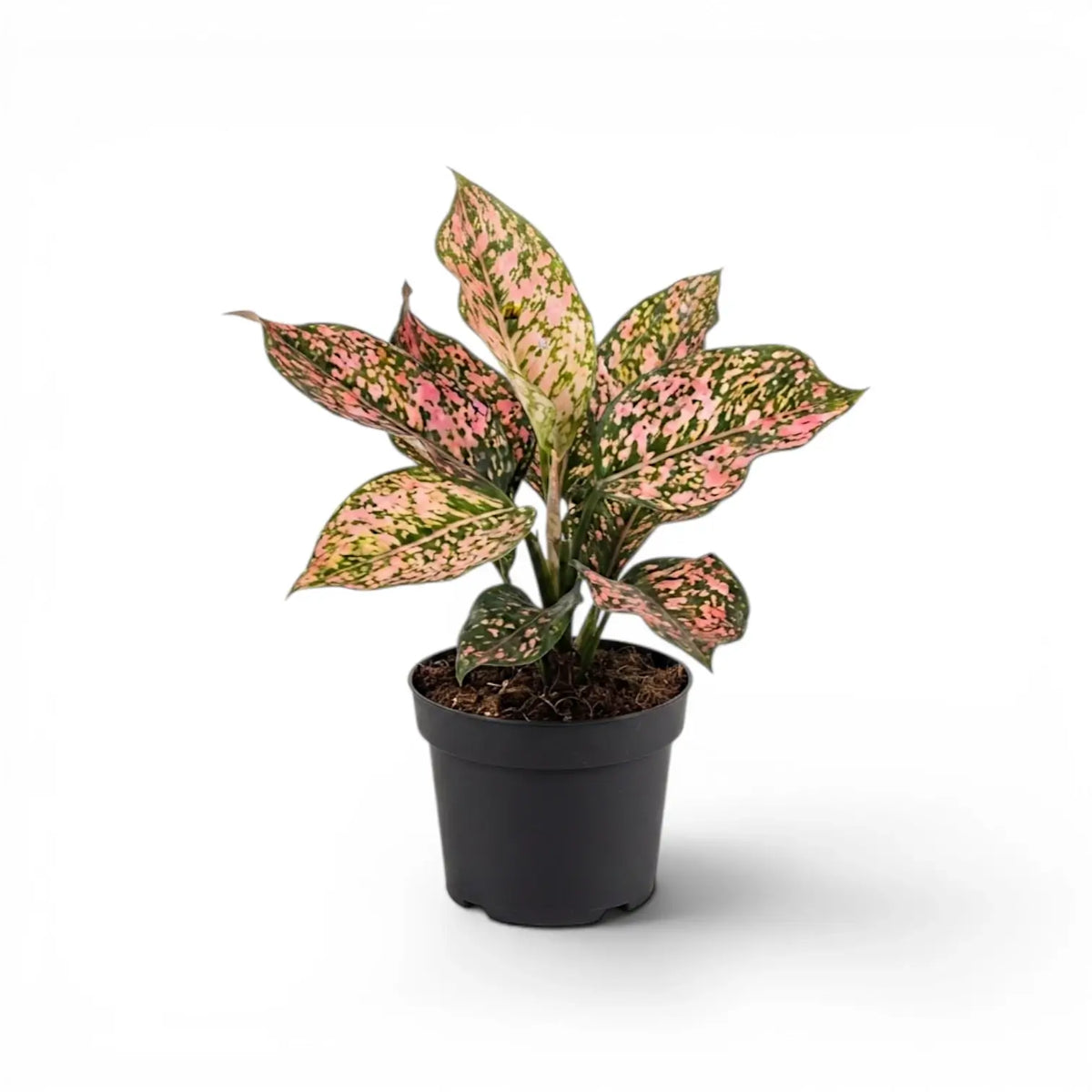 Compact Aglaonema ‘Pink Leopard’ with pink-and-green mottled leaves in a black nursery pot.