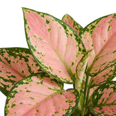 Nahaufnahme eines Blattes von Aglaonema ‘Pink Princess’ mit lachsrosa Mitte, grünen Sprenkeln und dunkelgrünem Rand