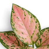 Blattdetail von Aglaonema ‘Pink Princess’ mit großflächiger rosa Panaschierung und dunkelgrünen Zeichnungen