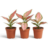 Aglaonema ‘Pink Princess’ im Kulturtopf mit breiten lachsrosa Blättern und dunkelgrünen Rändern