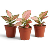 Aglaonema ‘Pink Princess’ im Kulturtopf mit lachsrosa Blättern, grünen Sprenkeln und grünen Rändern