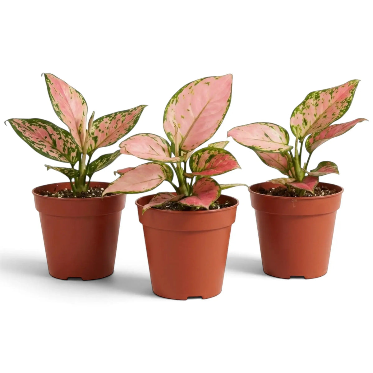 Aglaonema ‘Pink Princess’ im Kulturtopf mit lachsrosa Blättern, grünen Sprenkeln und grünen Rändern