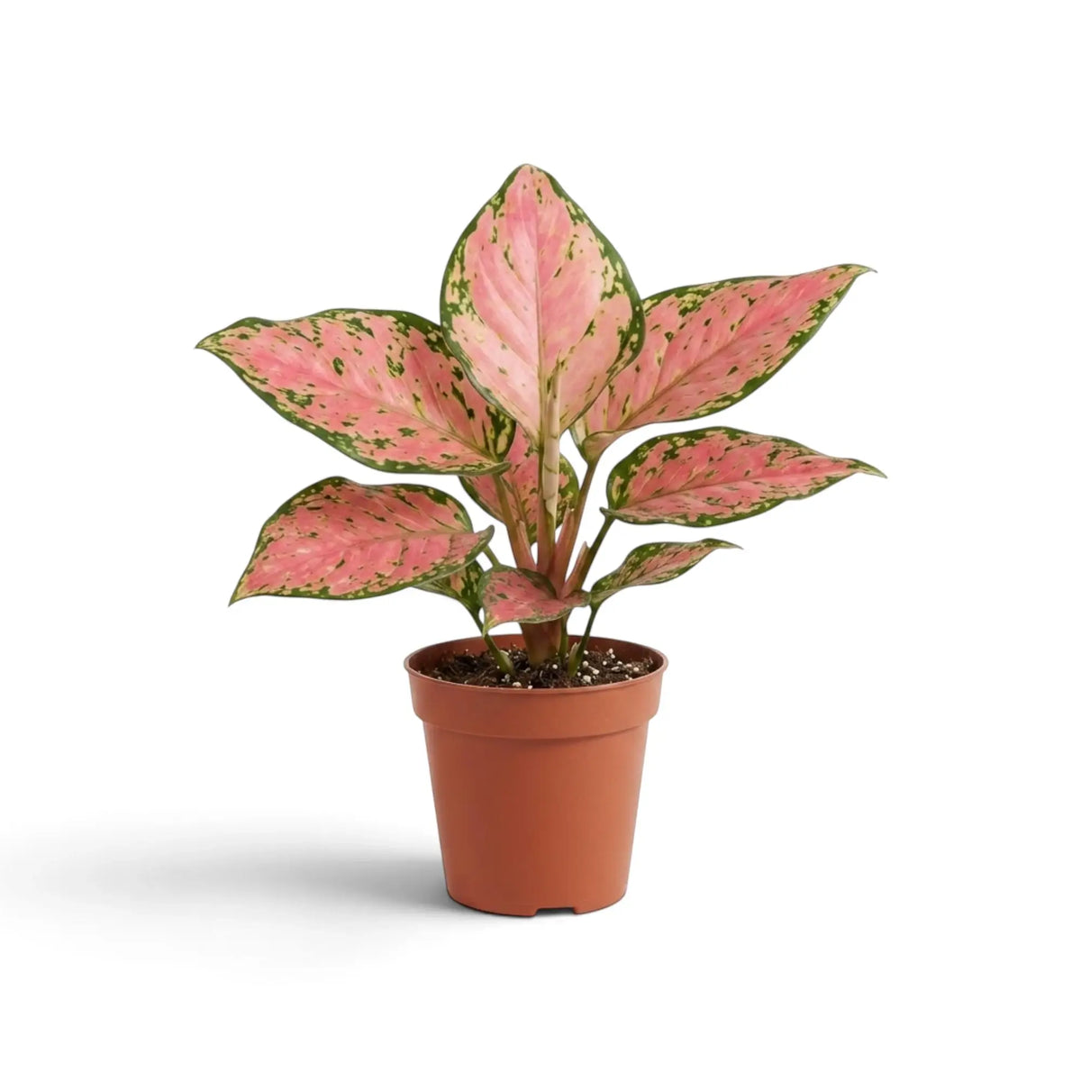 Aglaonema ‘Pink Princess’ im Kulturtopf mit breiten lachsrosa Blättern, unregelmäßigen dunkelgrünen Rändern und grünen Sprenkeln