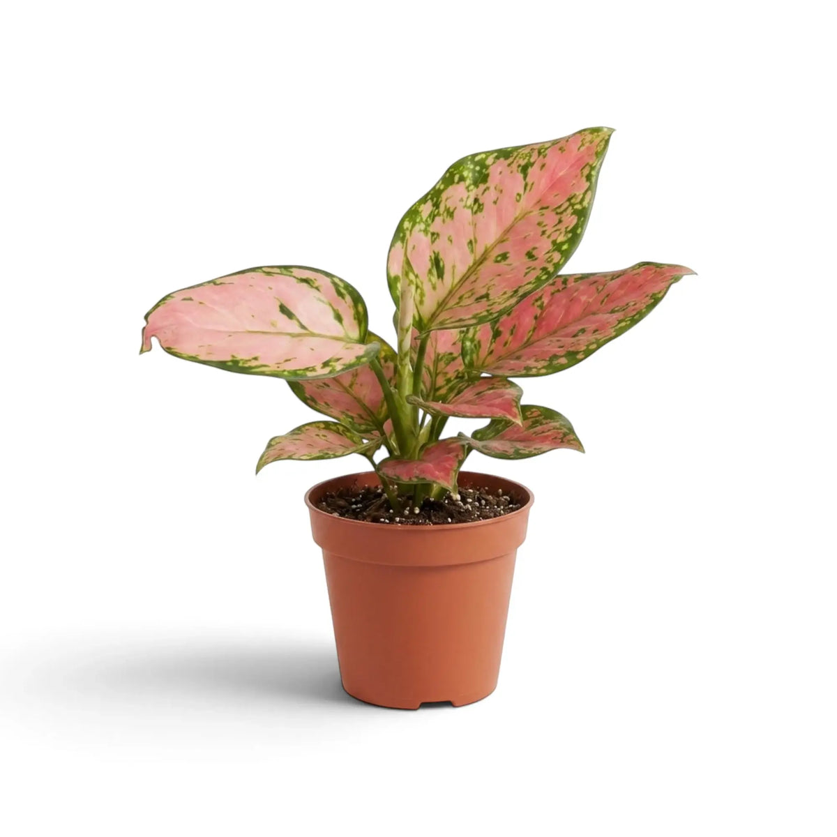 Aglaonema ‘Pink Princess’ mit aufrechtem, dichtem Wuchs aus lachsrosa und dunkelgrünen Blättern
