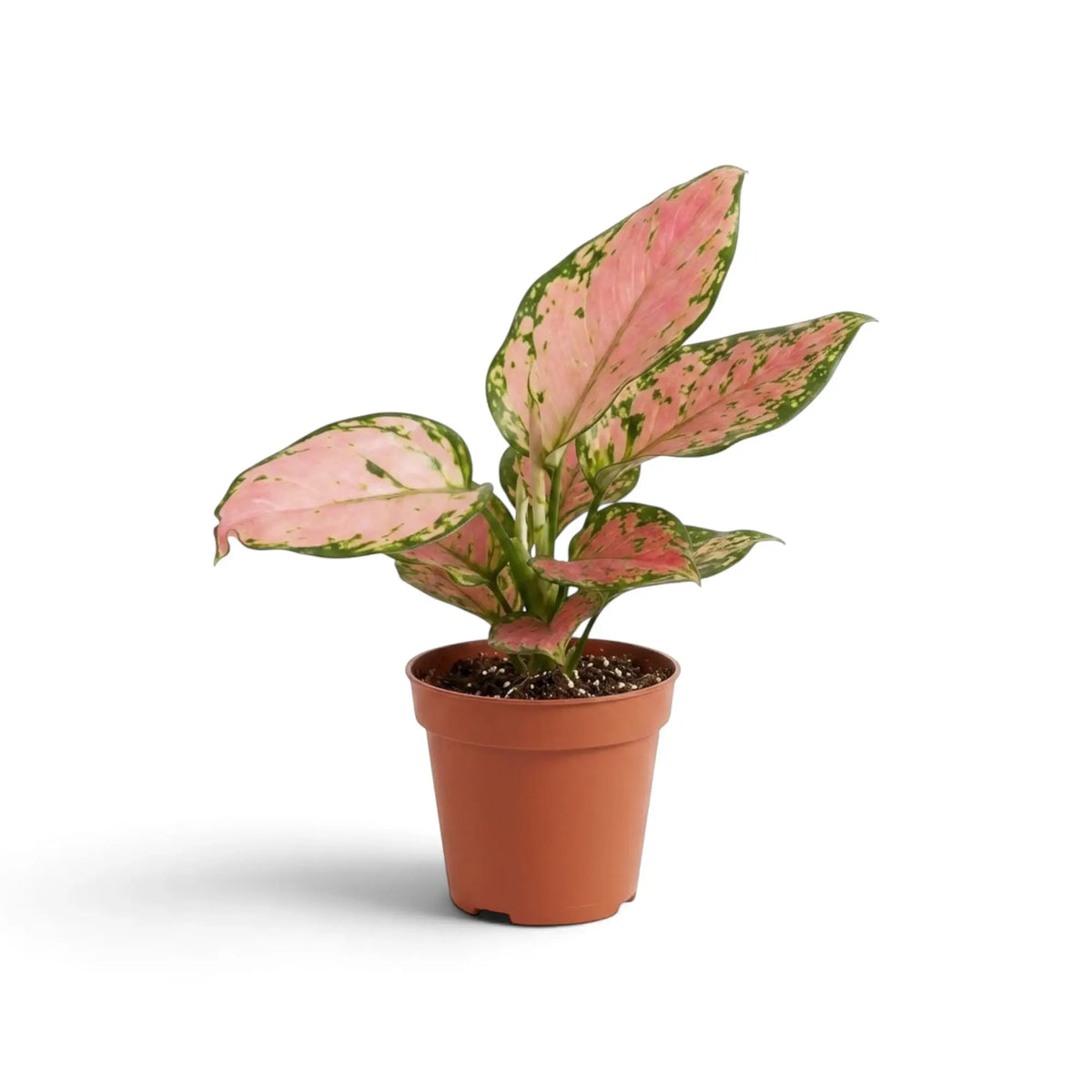 Gesamtansicht von Aglaonema ‘Pink Princess’ im Kulturtopf mit rosa Blättern und unregelmäßigen grünen Rändern