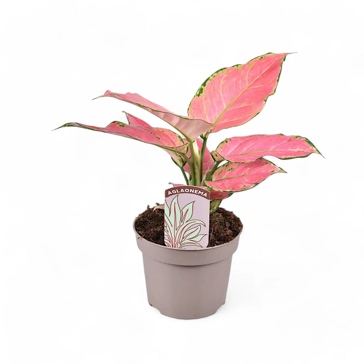 Aglaonema 'Pink Star' potted plant in nursery pot on white background.