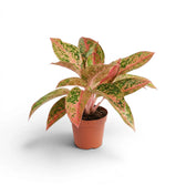 Aglaonema 'Prosperity' plant in a nursery pot.