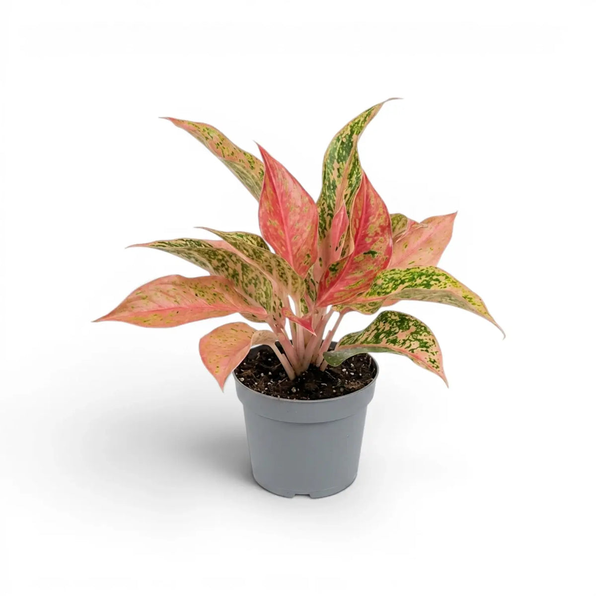 Aglaonema 'Prosperity' plant in a nursery pot.