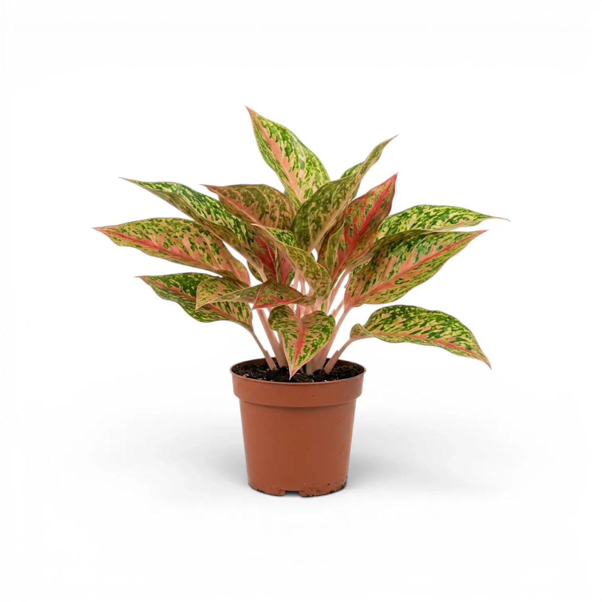 Aglaonema 'Prosperity' plant in a nursery pot.