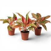 Aglaonema 'Prosperity' plant in a nursery pot.