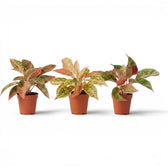Aglaonema 'Prosperity' plant in a nursery pot.