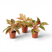 Aglaonema 'Prosperity' plant in a nursery pot.
