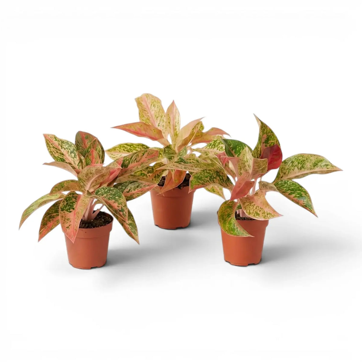 Aglaonema 'Prosperity' plant in a nursery pot.