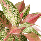 Aglaonema 'Prosperity' plant in a nursery pot.