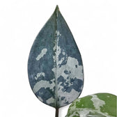 Aglaonema pumilum – Blattdetail vor weißem Hintergrund..