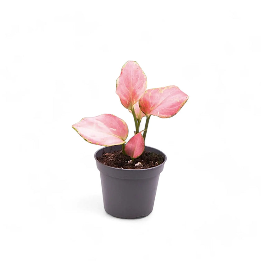 Aglaonema 'Red Dragon' Zimmerpflanze im Anzuchttopf vor weißem Hintergrund, Produktfoto 2.