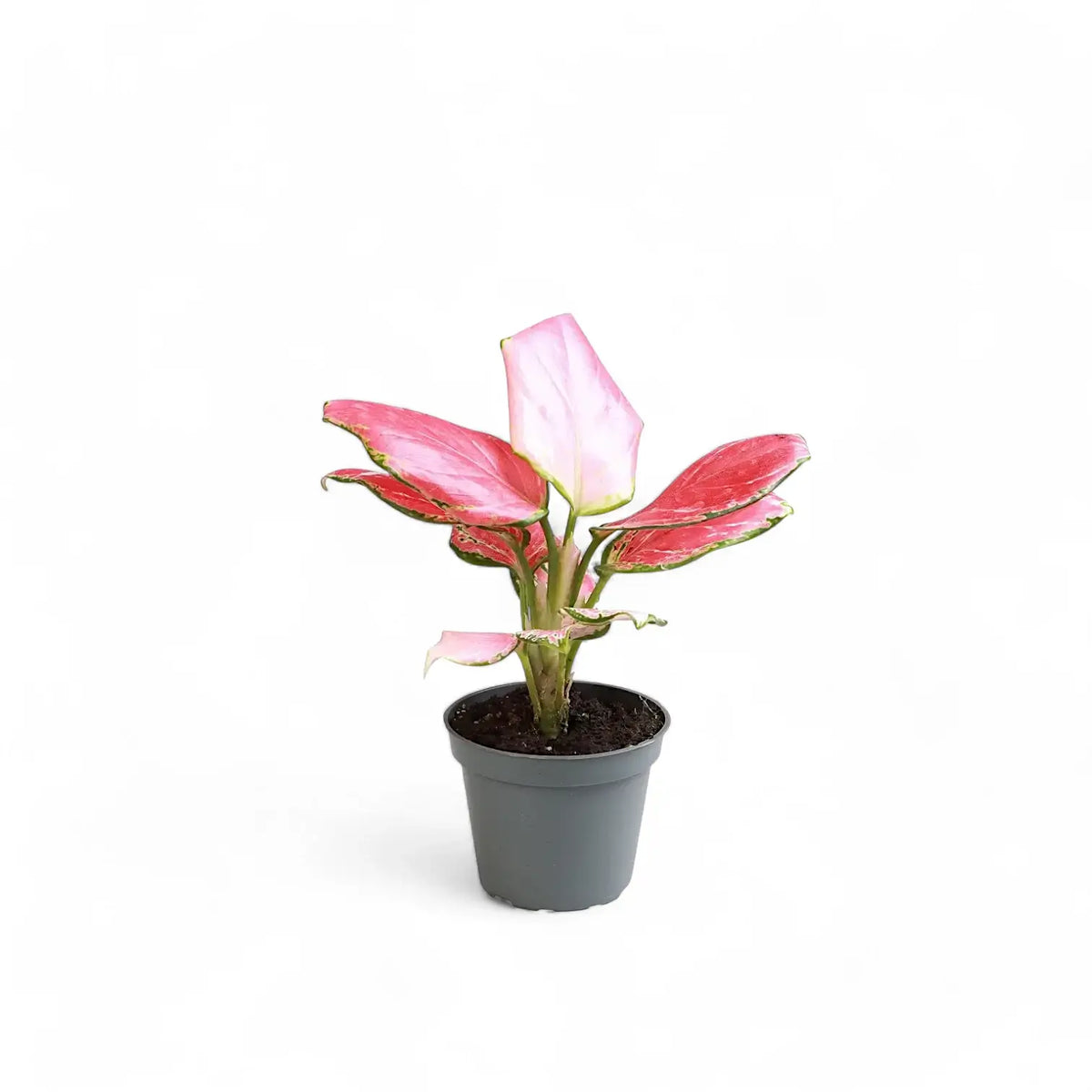 Aglaonema 'Red Dragon' Zimmerpflanze im Anzuchttopf vor weißem Hintergrund, Produktfoto 3.