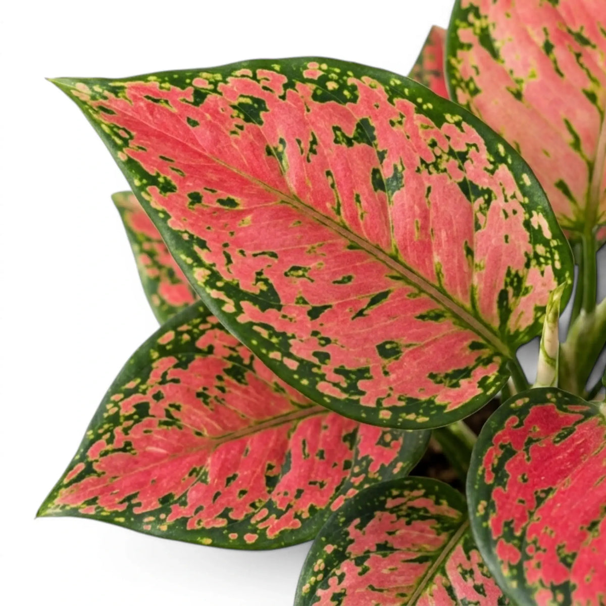 Close-up of  pink and green foliage of Aglaonema 'Red Valentine' on a white background