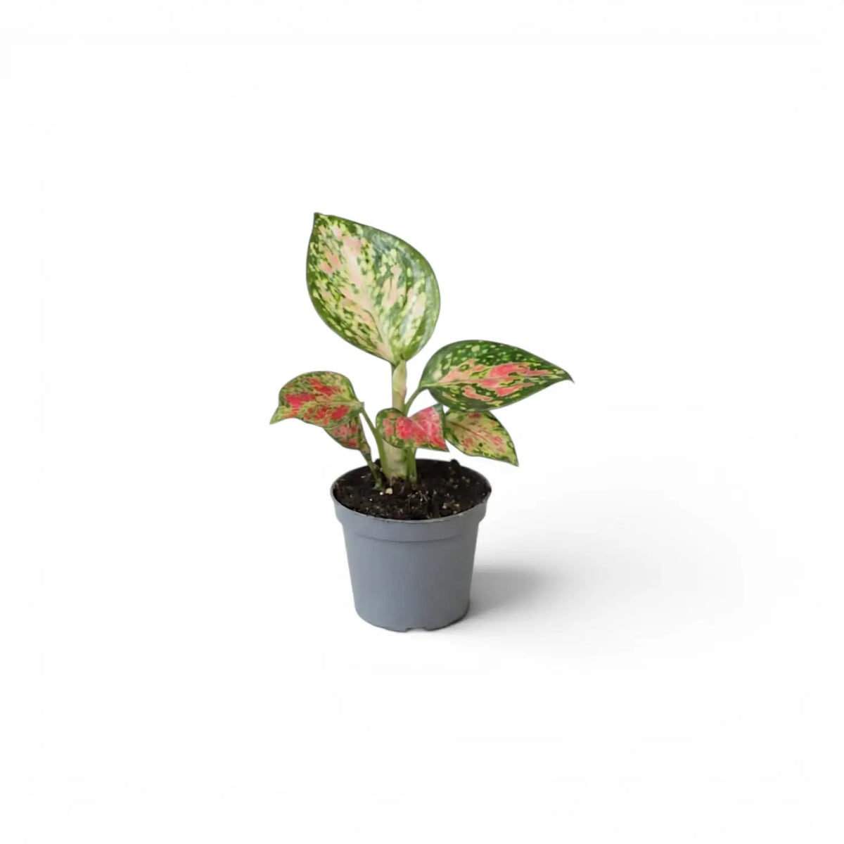 Aglaonema ‘Red Zircon’ baby plant with a pale speckled leaf and red-pink lower leaves in a grey nursery pot.