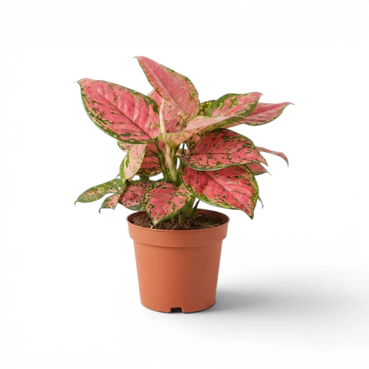 Aglaonema ‘Red Zircon’ plant with layered pink-and-green leaves in a terracotta nursery pot.