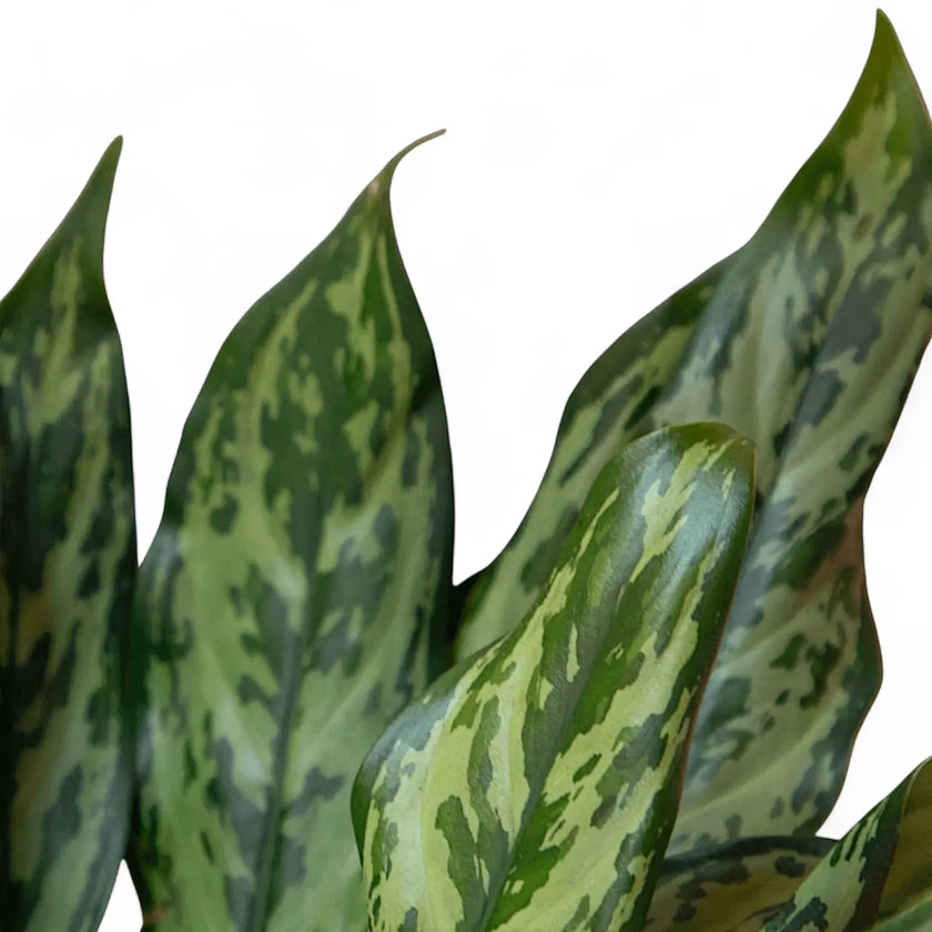 Aglaonema 'Romeo' leaf detail on white background.