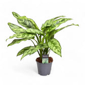 Aglaonema 'Romeo' potted plant in nursery pot on white background.