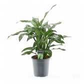 Aglaonema 'Romeo' potted plant in nursery pot on white background.