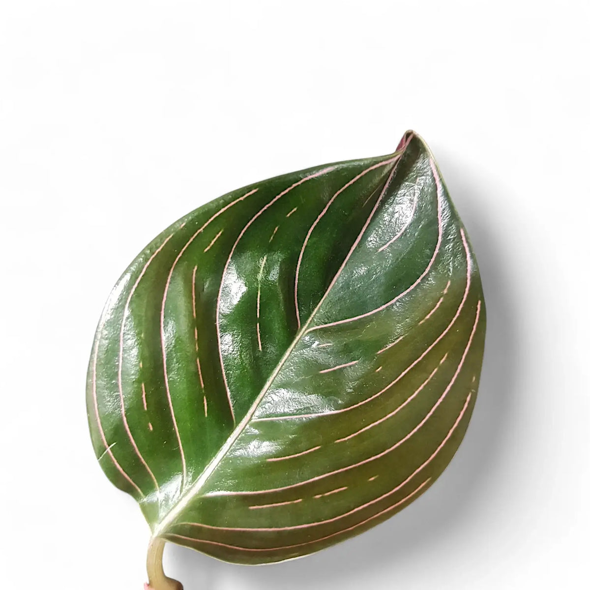 Aglaonema rotundum potted plant in nursery pot on white background.