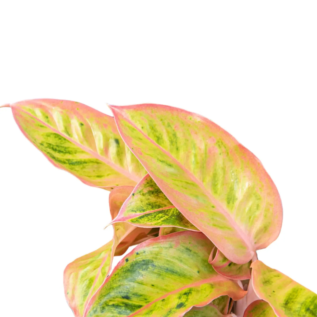 Aglaonema 'Salmon Fantasy' close-up of leaf on white background.