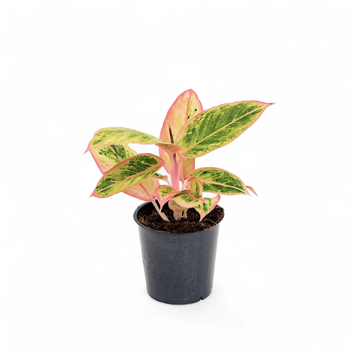 Aglaonema 'Salmon Fantasy' potted plant in nursery pot on white background.