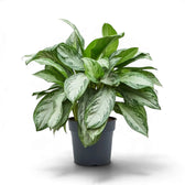 Full Aglaonema 'Silver Bay' in a black pot with broad silver-patterned leaves arching outward