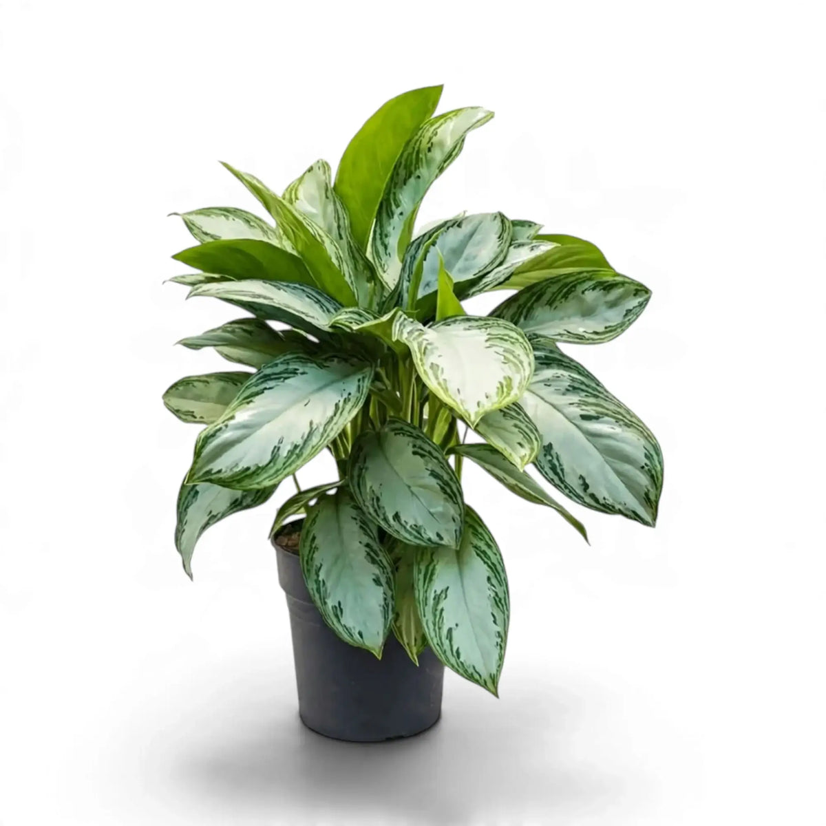 Aglaonema 'Silver Bay' with dense silver-green foliage and fresh light green leaves in a black pot