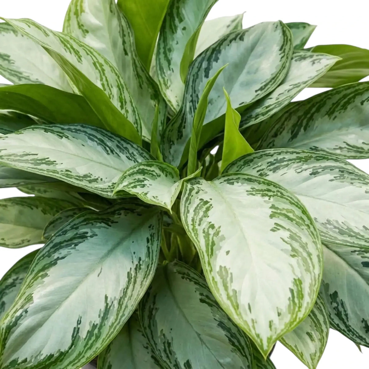 Aglaonema 'Silver Bay' foliage with pale silver centres, green flecks and a newly emerging leaf