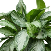 Broad Aglaonema 'Silver Bay' leaves with silvery centres surrounding fresh green growth
