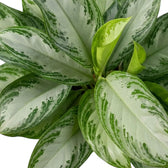 New light green leaf emerging among the silver-mottled foliage of Aglaonema 'Silver Bay'
