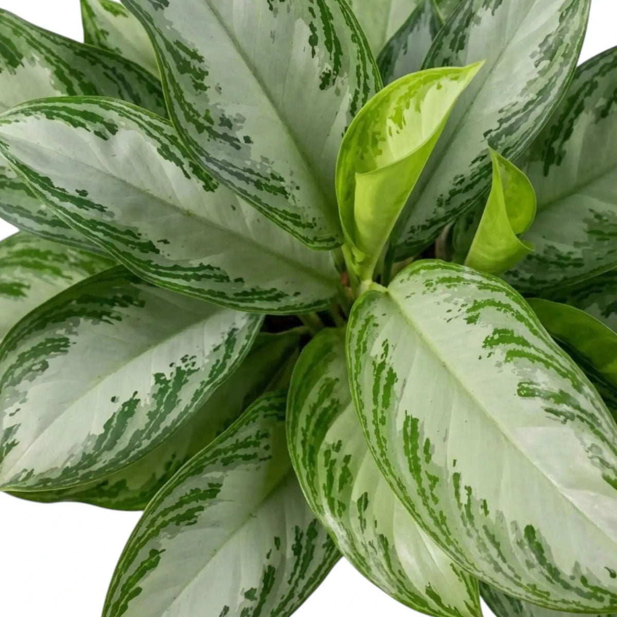 New light green leaf emerging among the silver-mottled foliage of Aglaonema 'Silver Bay'