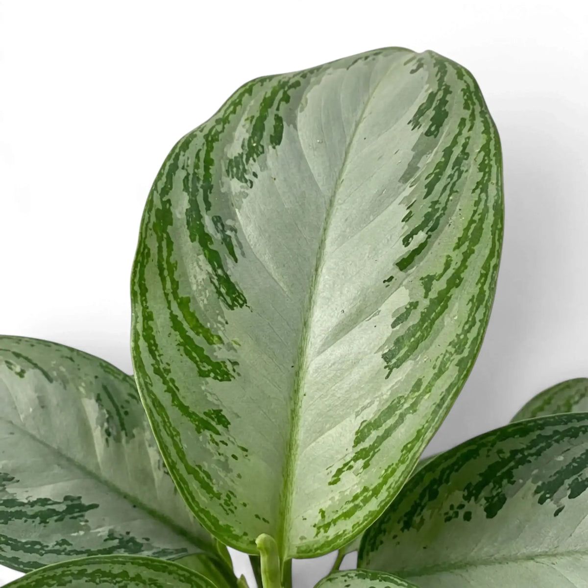 Oval Aglaonema 'Silver Bay' leaf with a pale silver centre and mottled green border