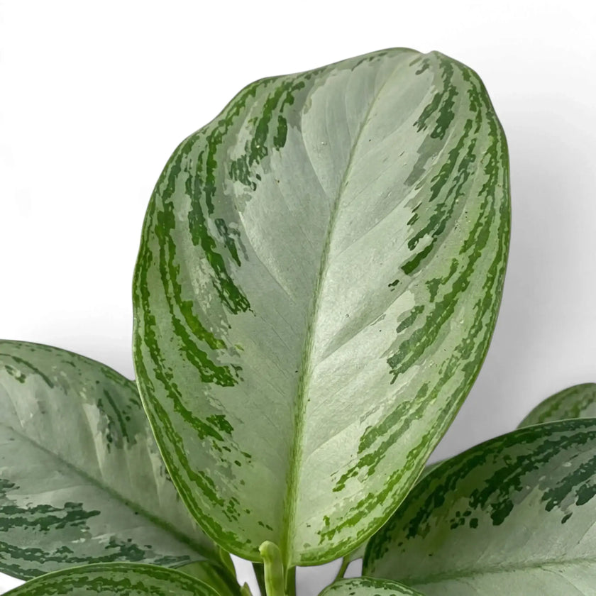 Oval Aglaonema 'Silver Bay' leaf with a pale silver centre and mottled green border
