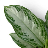Close-up of an Aglaonema 'Silver Bay' leaf with irregular green markings around its silver centre