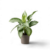 Aglaonema 'Silver Bay' in a taupe nursery pot with upright silvery green leaves