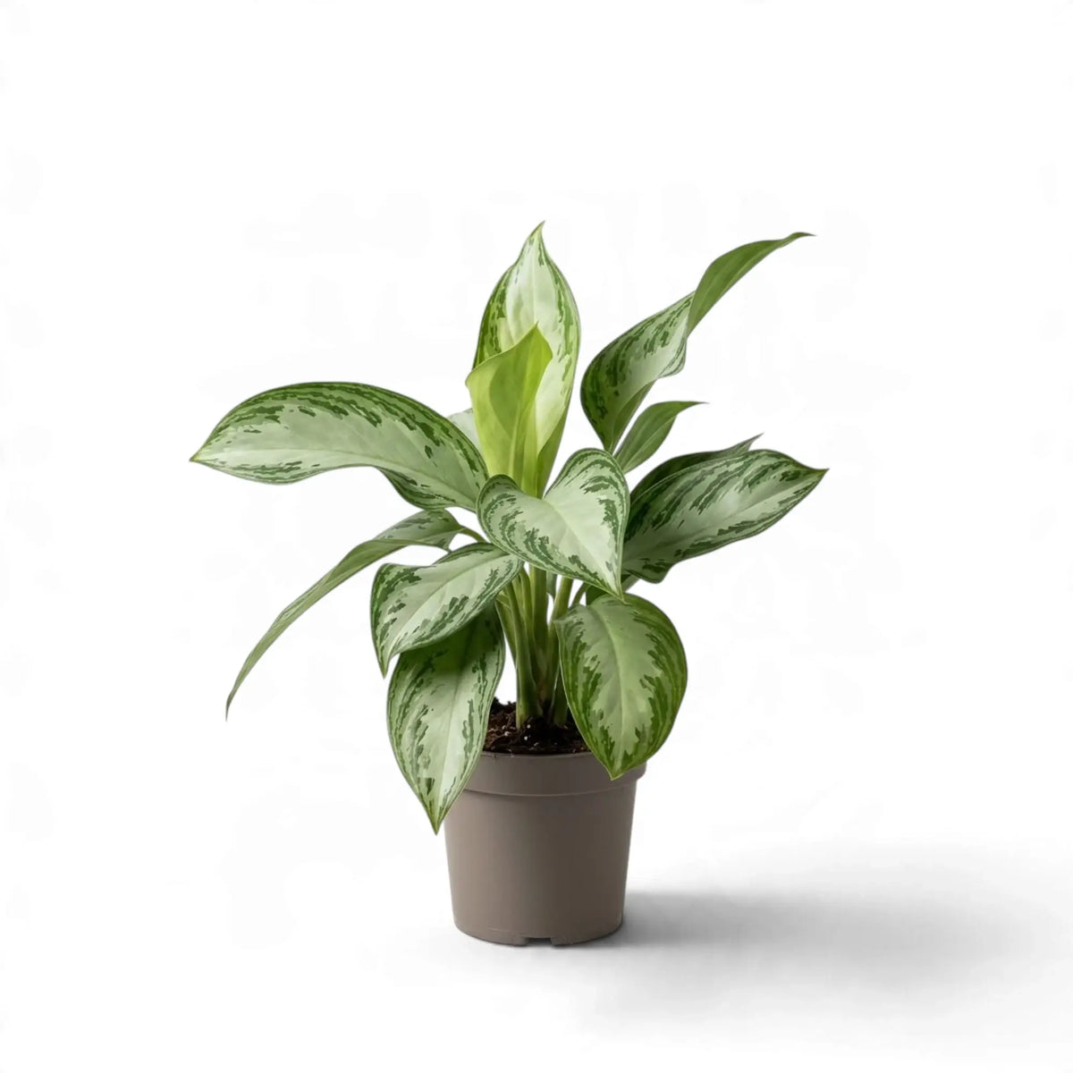 Aglaonema 'Silver Bay' in a taupe nursery pot with upright silvery green leaves