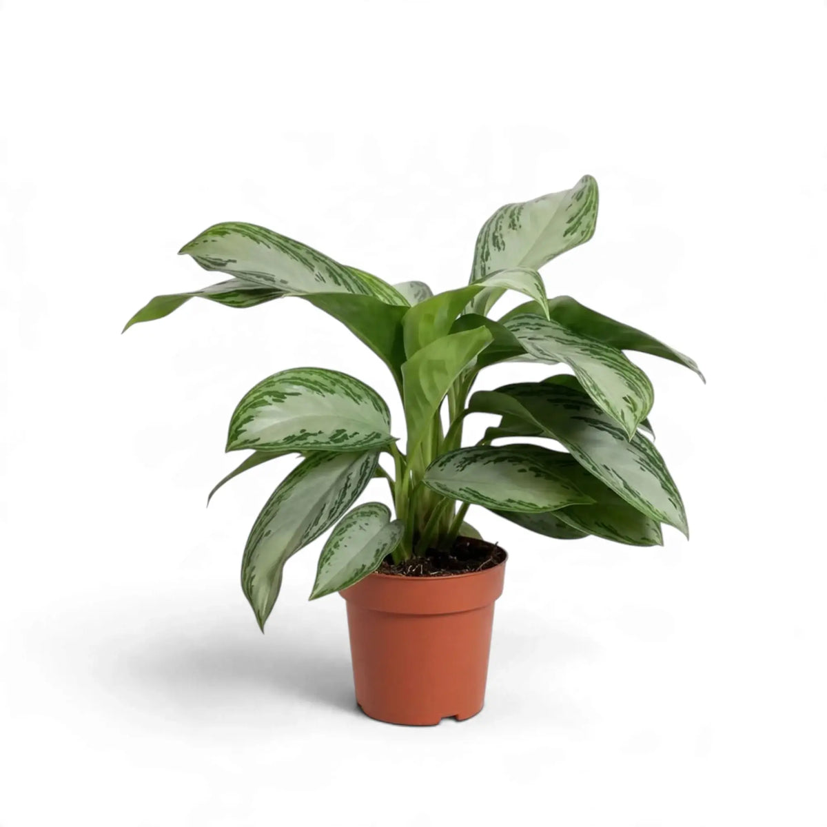 Aglaonema 'Silver Bay' in a terracotta-coloured pot with broad arching variegated leaves